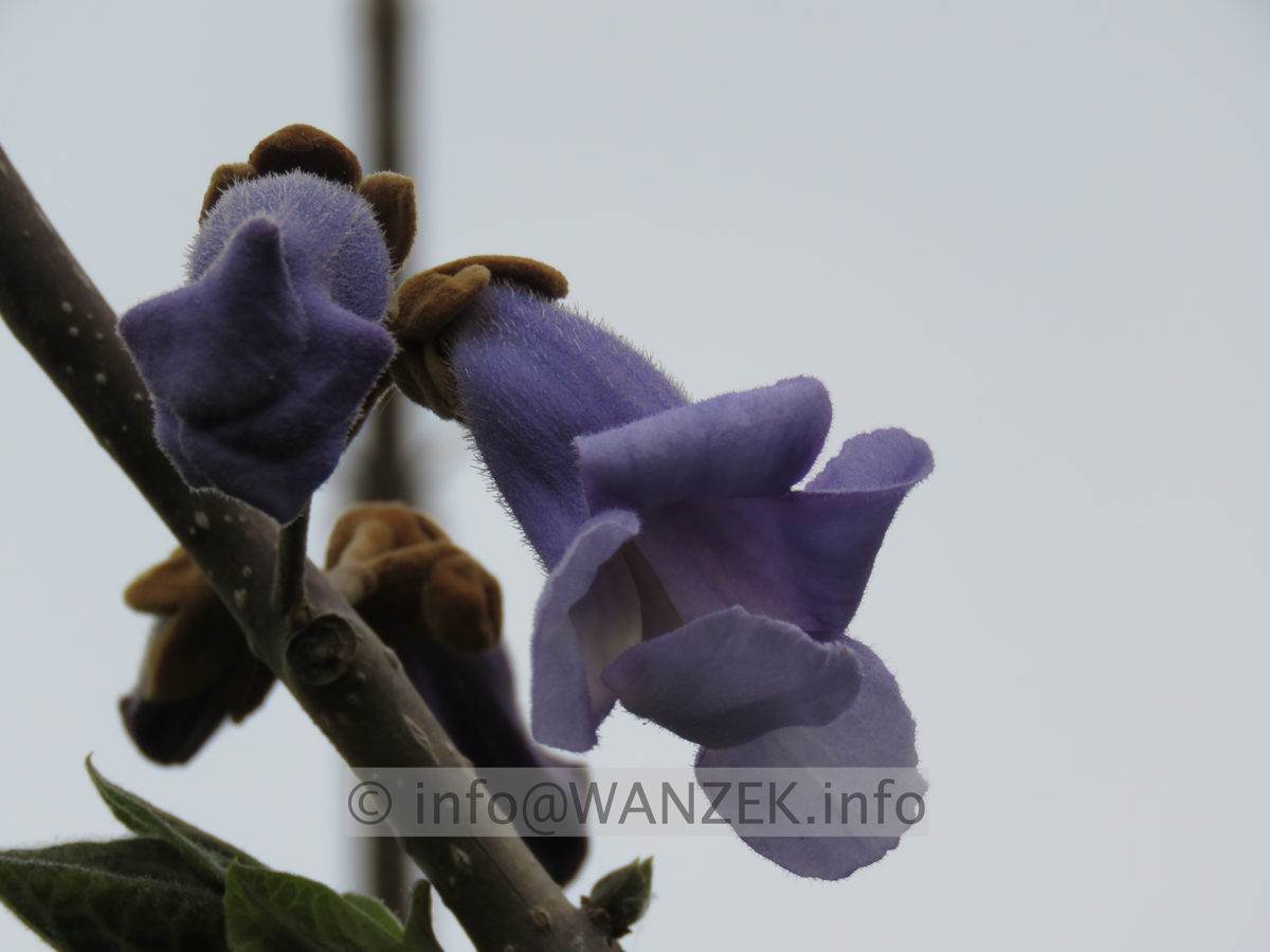 Paulownia tomentosa - Bluetenmacro 03.JPG